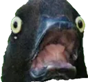 goos goos
