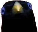 sumfuk