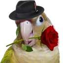suave suave