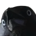 wuh