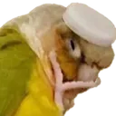 capthonk capthonk