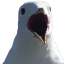 screegull