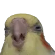 disgustang