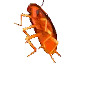 roachdance