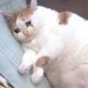 catcrying