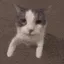 aq_Cat_Kiss