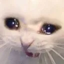 B_CatCry Discord Emoji