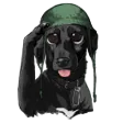 armydog
