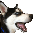 doggers
