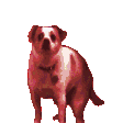 ravedog