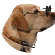 cooldog