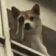 DogBye