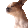 dogjam