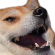 dogKek