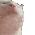 catrave