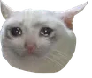 A_CatCrying