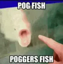 pogfish