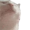 89G_cat_5