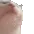 CatBob