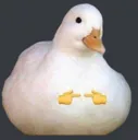 shyduck