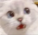 notlikecat notlikecat