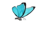 bluebutterfly