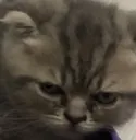 EVs_02angieuwu Discord Emoji