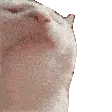 catgroove2 catgroove2