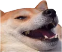 doge~2 Discord Emoji