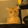 stringybullied