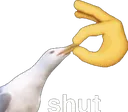 shut