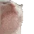 cat_headbang_devcord