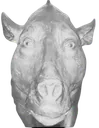 harampig harampig