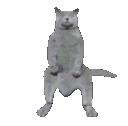 Cat Dance cat_dance Discord Emoji