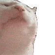 catbob