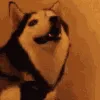 husksneeze husksneeze