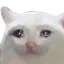D2S_C_SadCat