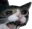 SadCat