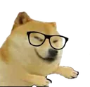 doggowhat