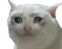 sadcat sadcat