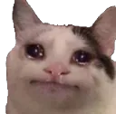 SadCat
