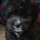 pepper5