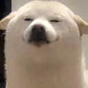 k_doggosmug k_doggosmug