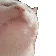 catJAM catJAM
