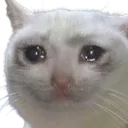 SadCat SadCat
