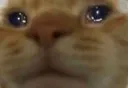 sadcat