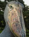 shoebill_selfie