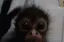 sillymonkey