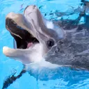 happyscp420 Discord Emoji