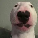 staredog staredog